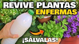 CURA y RESUCITA PLANTAS ENFERMAS o Secas con este ABONO CASERO! Fertilizante Revive Plantas