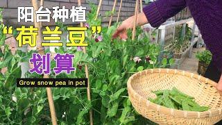 荷兰豆好种植又好管理，为什么还要卖那么贵？原来有3个原因|Grow snow pea in pot|