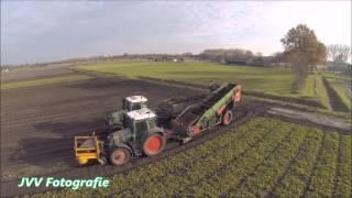 Harvesting strawberry plants | Ernteerdbeerpflanzen | Aardbeienplanten rooien