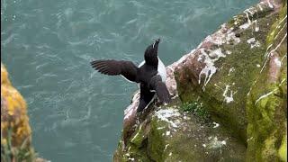 Razorbills (Alca Torda) - East Coast of Scotland