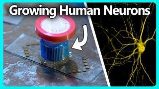 Growing Human Neurons on a Home Made Electrode Array