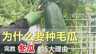 【种毛瓜】完胜【种冬瓜】的5大理由 5 reasons to grow fuzzy melon