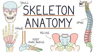 Anatomy of the Skeleton