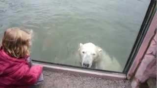 The Great Bear Scare Video.mp4