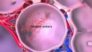 Oxygen & CO2 Exchange: Learn@Visible Body