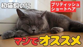 ブリティッシュショートヘアを初猫飼いにマジでオススメする理由／British Shorthair direkomendasikan untuk pemilik kucing pertama kali／