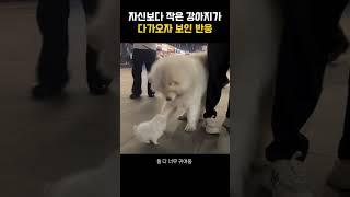 자신보다 작은 강아지가 다가오자 보인 반응