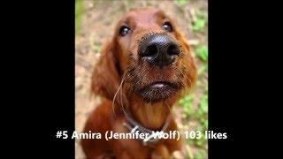 Most Beautiful Irish Setter Red 2015