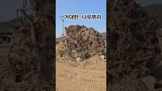 안타깝게 생을 마감한 고사목 느티나무 #우드슬랩 #목공예 #원목테이블 #나무뿌리