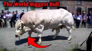 the world biggest bull | 4 huge bull in the world