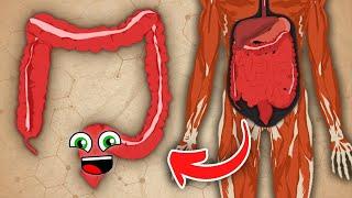 The Large Intestine Song | KLT Anatomy