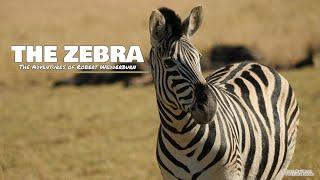 The Zebra - Everything you need to know about Zebras