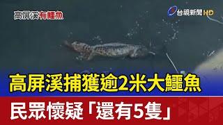 高屏溪捕獲逾2米大鱷魚 民眾懷疑「還有5隻」