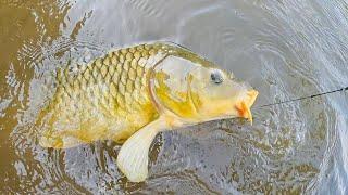 Carp Fishing Made Easy | How To Catch Tons Of Carp