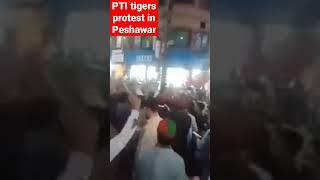 PTI tigers protest in Peshawar