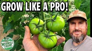 Master Tomato Growing with These 8 Pro Tips 