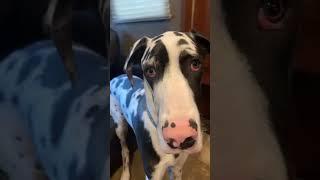 Original post TikTok 3/2/2020 Jericho #dogshorts #danes