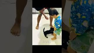 Puppy  Pulls Off the Toddler’s Short | #shorts