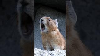 Hear the American Pika Sound!