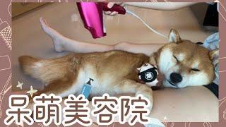 【柴犬呆萌】家庭美容院Vlog 吹毛舒服到睡著？洗澡完抱怨連篇？‍️🫧