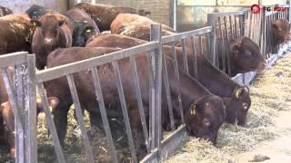 FG insight market focus: Beef industry