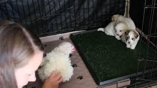 Coton de Tulear Puppies For Sale - Osa 9-23-24