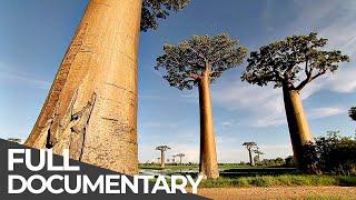 Amazing Quest: Stories from Madagascar | Somewhere on Earth: Madagascar | Free Documentary