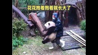 hehua huahua giant panda 大熊猫花花抱着抱着就长大了，从小抱到大的花花，不知不觉都这么大了