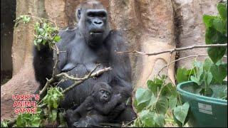 Gorillas - MEET Freddy, Jameela’s Foster Mom.        #gorillas