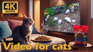 Cat TV Mouse A Wild Mouse Chase to Thrill Your Cat 