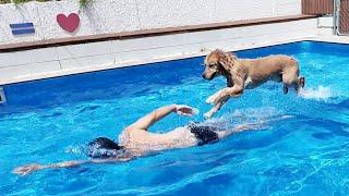 Dog Pool [Golden Retriever Japan]