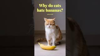 why do cats hate bananas #cats #cat #kitten @aspca