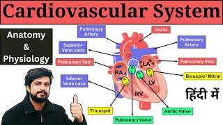 Cardiovascular System Anatomy and Physiology in Hindi, Heart Blood Flow, Chambers of Heart, Etc.