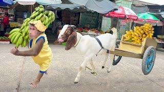 Cutis take Goat harvest go market sell! Best Compilation Full Video