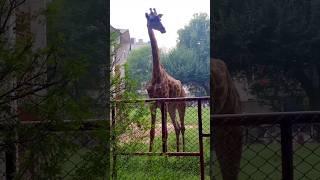 Giraffe #zoo #lahore #animals #giraffe #pets #forest #shorts #shorts #rizz #pakistan #nature #africa