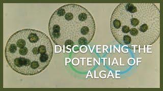 Discovering the Potential of Algae | Ryan Hunt | BLOOM