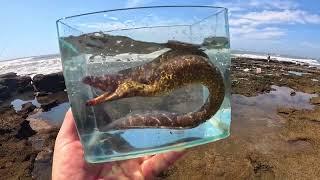 Exploring Tidepools  For Amazing Sea Creatures / Tidepool Aquarium On The Beach