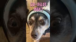 Co-Pilot Max comes flying for the first time ever! #aeroprakt #aviatrix #cutedog #flyingdogs