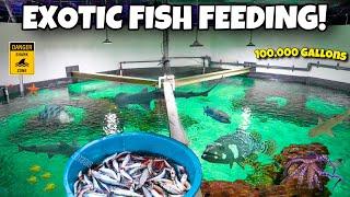 Feeding A 100,000 Gallon FISH POND!!