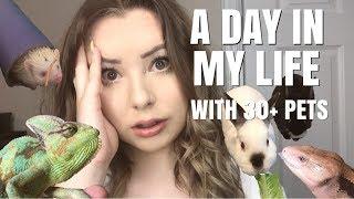 DAILY PET CARE ROUTINE WITH 30+ PETS! | A Day In My Life