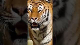 La vida de: EL TIGRE (Español HD) #short #tiktok #trend