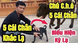 Phát hiện C.H.Ó có 5 CÁI CHÂN tại 1 ngôi chùa Khmer Sóc Trăng có những biểu hiện rất KỲ LẠ