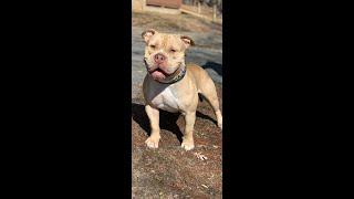 Adopt KING MUSIC   Video Rescue Ridge MAR  8, 2022 1