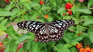 Butterfly beauty (The species which enriches the beauty of nature)