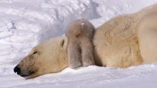 Polar Bear Cubs Taking Their First Steps | Planet Earth | BBC Earth