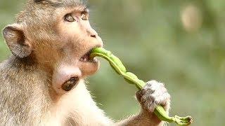 Help !! Help Big Injured Spring Monkey | Pouch Baby Monkey | Monkey App