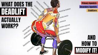 BEFORE YOU DEADLIFT, Understand the Anatomy Behind It! (Which Muscles It Works & How to Modify It) 