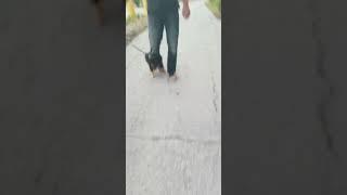 Puppy's first walk on a leash!  Silly Dilly clips