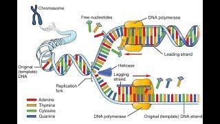 DNA Replication Process 3D Animation HD 2017