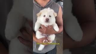 昆明狗市 | 百元买到店内成千上万价格的各种宠物犬#狗市 #中华田园犬